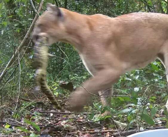 On&ccedil;a-parda &eacute; flagrada almo&ccedil;ando jacar&eacute; no &quot;BBB&quot; dos animais