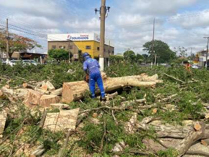 Temporal derrubou árvores e afetou fornecimento de energia em 52 bairros