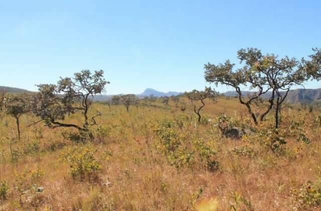 Em 37 anos, Cerrado registra maior &iacute;ndice de perda de florestas naturais