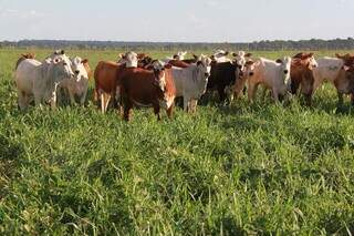 Rebanho bovino pasteja em sistema de integração lavoura-pecuária. (Foto: Arquivo/Embrapa)