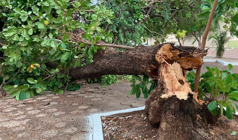 Ventos de 77 km/h derrubam árvores e deixam bairros sem energia