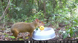 Cotia degusta uma maçã no café-da-manhã. (Foto: Reprodução)