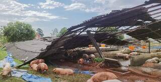 Barracão para criação de suínos ficou destruído com a força do vento (Foto: Prefeitura SGO)