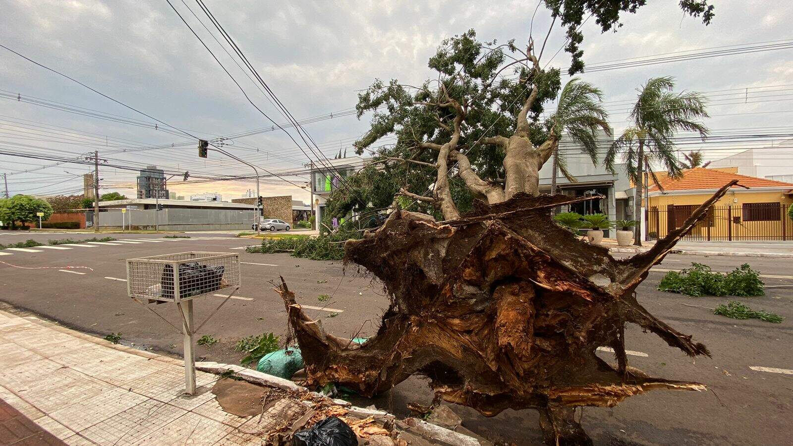 Capital amanhece com árvores caídas e 36 bairros sem energia elétrica