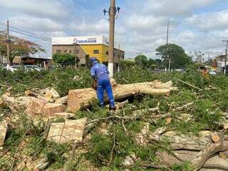Funcionário da prefeitura retira árvore caída Avenida Marcelino Pires (Foto: Divulgação)