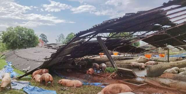 Vendaval destruiu barrac&atilde;o de su&iacute;nos em S&atilde;o Gabriel do Oeste