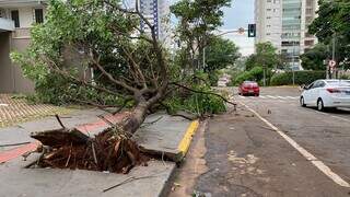 Árvore caiu sobre a calçada na Rua Rio Grande do Sul (Foto: Antonio Bispo)