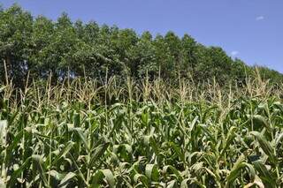 Cultura do milho em sistema de integração com florestas. (Foto: Arquivo/Embrapa)