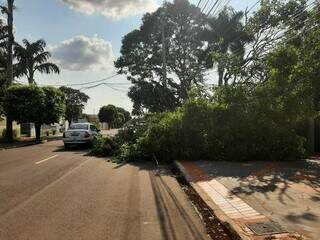 Árvore atrapalha a passagem de pedestres e trânsito na Rua Amazonas (Foto: Silvia Frias)