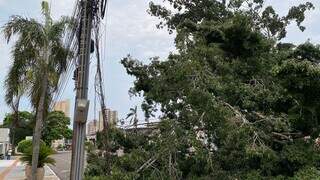 Uma das diversas árvores que caiu em cima de fiações em Campo Grande, durante o temporal (Foto: Antonio Bispo)