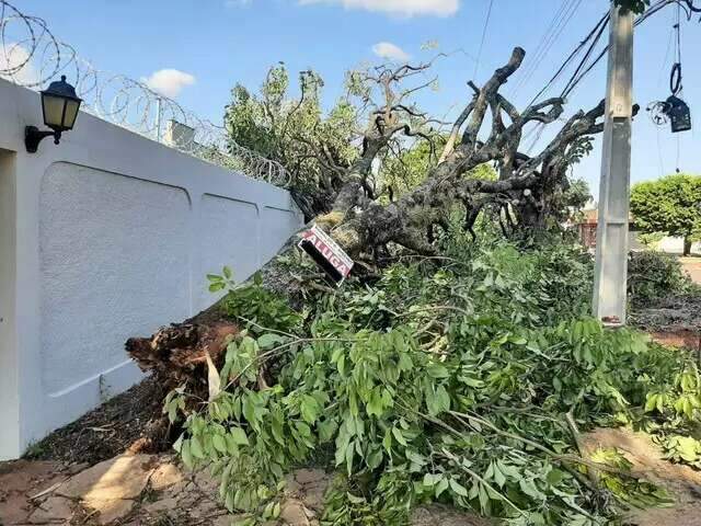 &Aacute;rvore ca&iacute;da em temporal permanece na cal&ccedil;ada e parte da Rua Amazonas