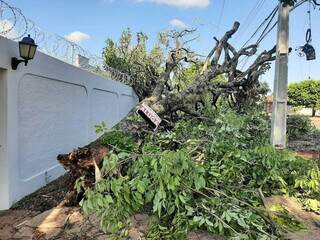 Árvore foi arrancada pela raiz e obstrui calçada na Rua Amazonas (Foto: Silvia Frias)