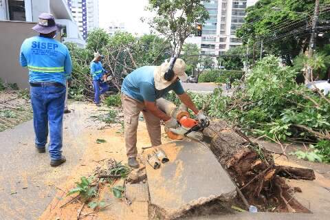 Quase 3 dias após temporal, equipes ainda trabalham na remoção de árvores