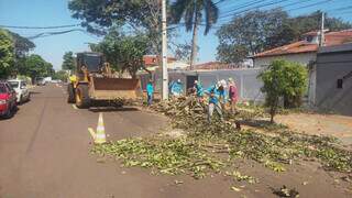 Por volta das 8h, trabalhadores removiam árvore e limpavam local (Foto: Divulgação/Sisep)