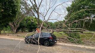 Galhos sobre VW Polo na Rua Praia Negra, no Santa Fé (Foto: Antonio Bispo)