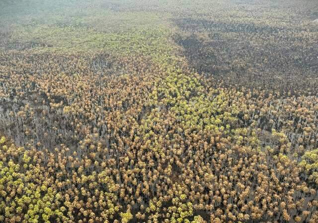 Chuva desta ter&ccedil;a-feira ajuda a conter inc&ecirc;ndios no Pantanal