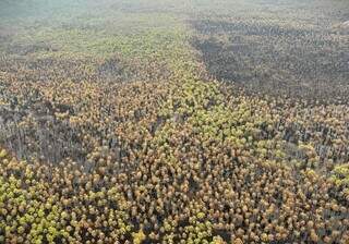 Vista áerea de um carandazal, no Pantanal de Mato Grosso do Sul. (Foto: Reprodução/Prevfogo)
