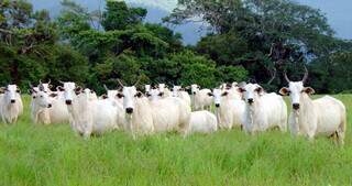 Rebanho bovino criado a pasto em propriedade rural de MS; Estado tem 18,6 milhões de cabeças. (Foto: Arquivo/Governo MS)