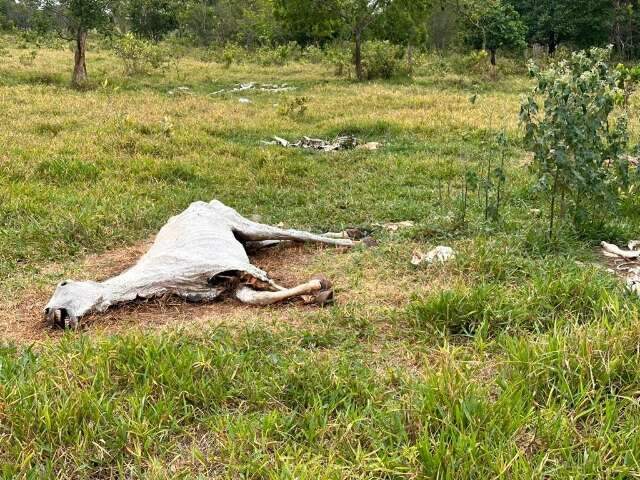 Ap&oacute;s den&uacute;ncias, cemit&eacute;rio de animais a c&eacute;u aberto &eacute; encontrado na Capital  