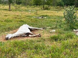 Carcaça de cavalo encontrada a céu aberto em cemitério clandestino (Foto: Divulgação/Decat)