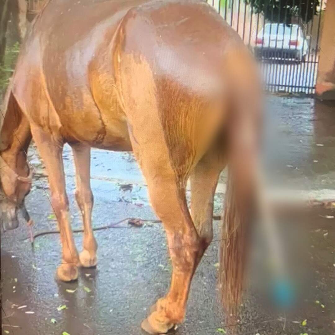 Cavalo morre após ter objeto metálico introduzido no ânus 