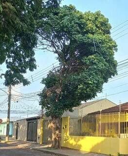Na Rua Guiratinga, moradora registra estado da árvore após última poda, realizada no dia 23 de setembro (Foto: Direto das Ruas)