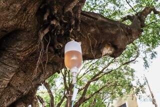Coquetel de nutrientes é aplicado em árvores de Campo Grande (Foto: Henrique Kawaminami)