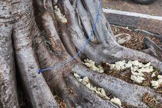 Soro é injetado no caule da árvore, próximo às raízes (Foto: Henrique Kawaminami)