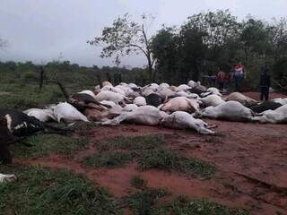 Animais mortos por raio em fazenda a 28 km da linha internacional, no Paraguai (Foto: Direto das Ruas)