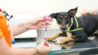 Cachorro sendo vacinado em ação da Subea. (Foto: Reprodução)