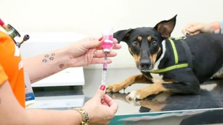 Aldeia urbana recebe a&ccedil;&atilde;o com atendimento veterin&aacute;rio neste s&aacute;bado