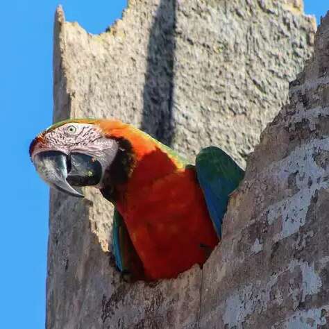 Arara h&iacute;brida urbana &eacute; resultado de amor entre &ldquo;cores&rdquo; diferentes