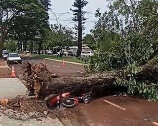 Moto ficou destruída com queda de árvore. (Foto: Divulgação)