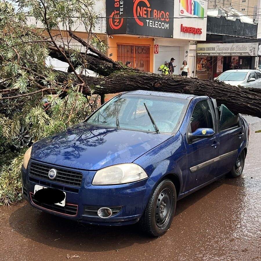 Vento de quase 70 Km/h derruba duas grandes árvores que caem sobre veículos