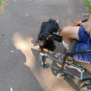 De cadeira de rodas, idoso de 73 anos passeia com cachorro em parque da Capital (Foto: Direto das Ruas)