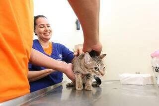 Gato é examinado durante mutirão da Subea. (Foto: Reprodução/PMCG)