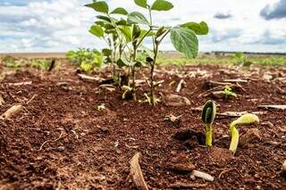 Soja plantada em Mato Grosso do Sul; até fechamento da 3ª semana de outubro MS estava com quase 22% da soja semeada. (Foto: Arquivo/Sistema Famasul)