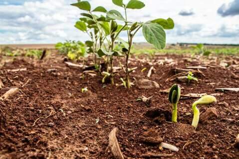 Cresce umidade do solo na zona da soja e El Niño deve afetar desempenho da safra