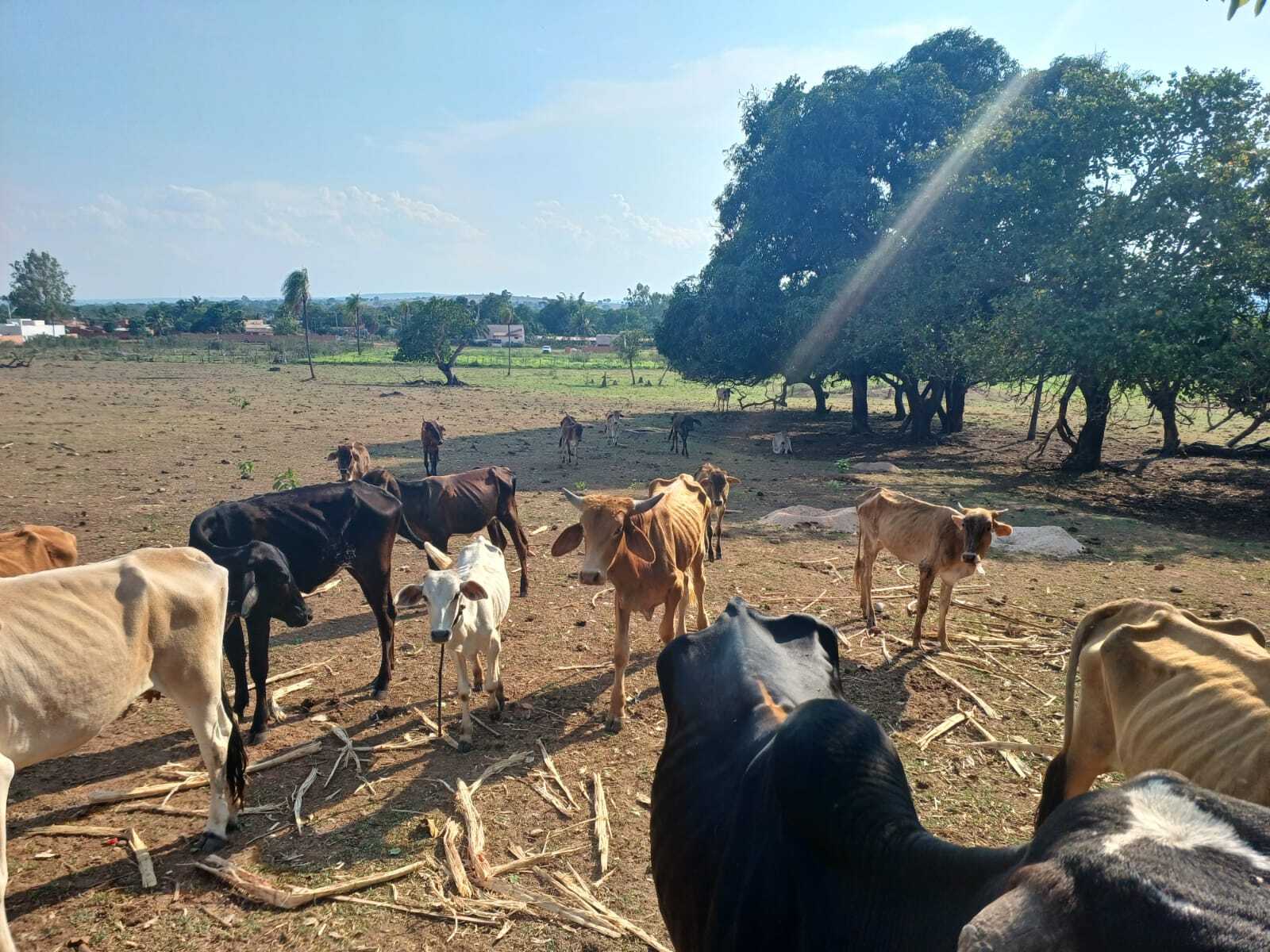 Pecuarista &eacute; preso por deixar gado sem comida em pasto degradado 