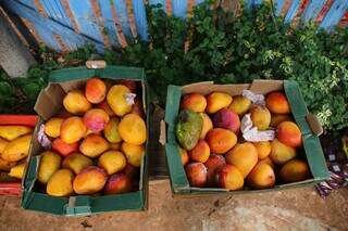 Caixas cheias de manga estão entre as frutas arrecadadas. (Foto: Paulo Francis)