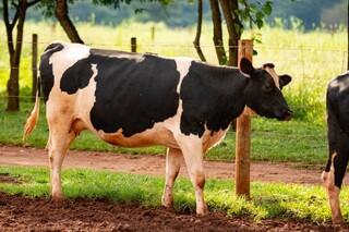 Vaca leiteira da raça girolando criada a pasto; MS assiste queda vertiginosa da produção e estreitamento do lucro do setor. (Foto: Arquivo)