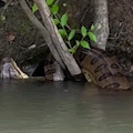 "Olha o tamanho da sucuri", diz pescador ao flagrar anaconda dormindo 