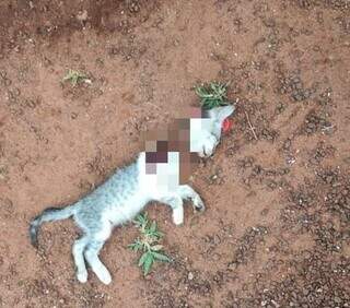 Gatinho morto no quintal da residência, em Nova Alvorada do Sul. (Foto: Alvorada Informa)