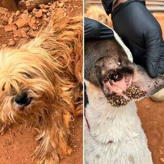 Animais estavam lotados de carrapatos, com ferimentos na pele e sem comida e água (Foto: Divulgação | PCMS)