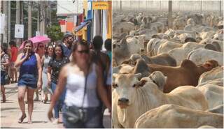 Número de animais é quase 22 vezes maior que população de MS (Foto: Campo Grande News)