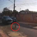Cachorro foge de casa, é atropelado por veículo e condutor foge
