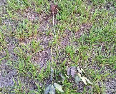 V&acirc;ndalo arranca 150 mudas em &aacute;rea planejada para bosque e revolta moradores