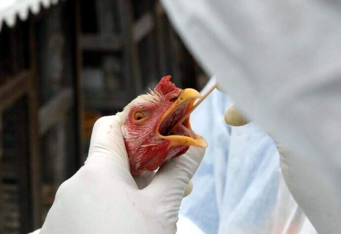 Governo prorroga estado de emergência zoossanitária por gripe aviária