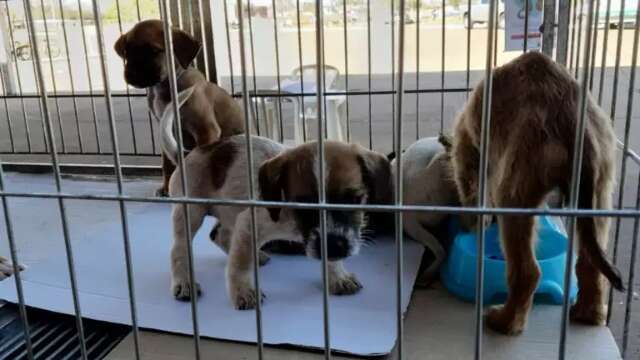 &Uacute;ltima feira para ado&ccedil;&atilde;o de animais do ano ser&aacute; na Pra&ccedil;a da Bol&iacute;via