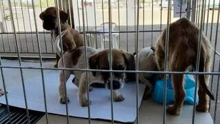 Setenta filhotes de cães e gatos estarão disponíveis para adoção (Foto: PMCG/Divulgação)